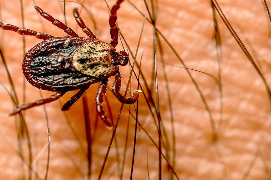 Durch blutsaugende Parasiten kommt es häufig zu einer Borrelien-Infektion, seltener zu einer Frühsommer-Gehirnhautentzündung (FSME).