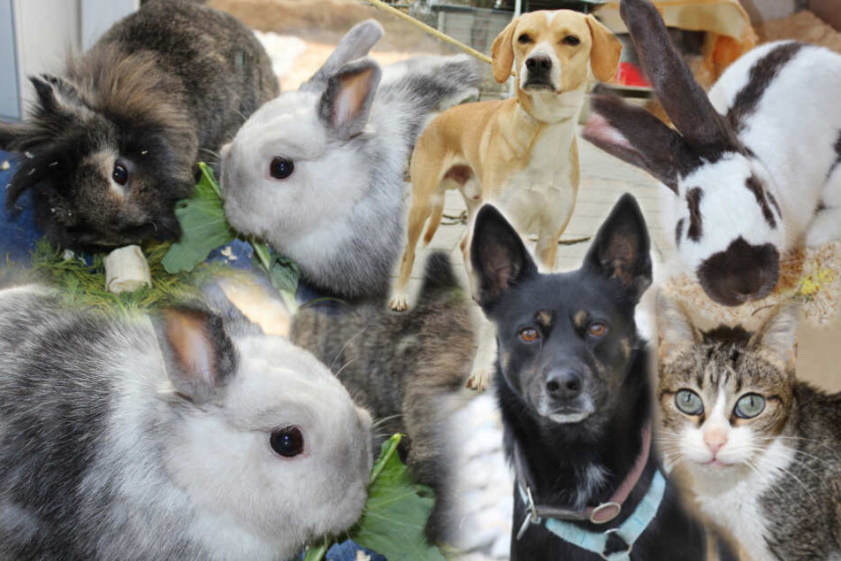 Zweite Chance Verdient Diese Tiere Suchen Ein Neues Zuhause Tag24
