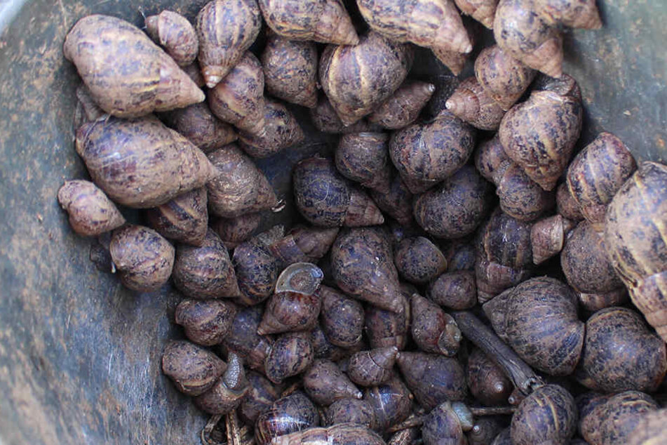 Die Riesenschnecke vermehrt sich rasend schnell.