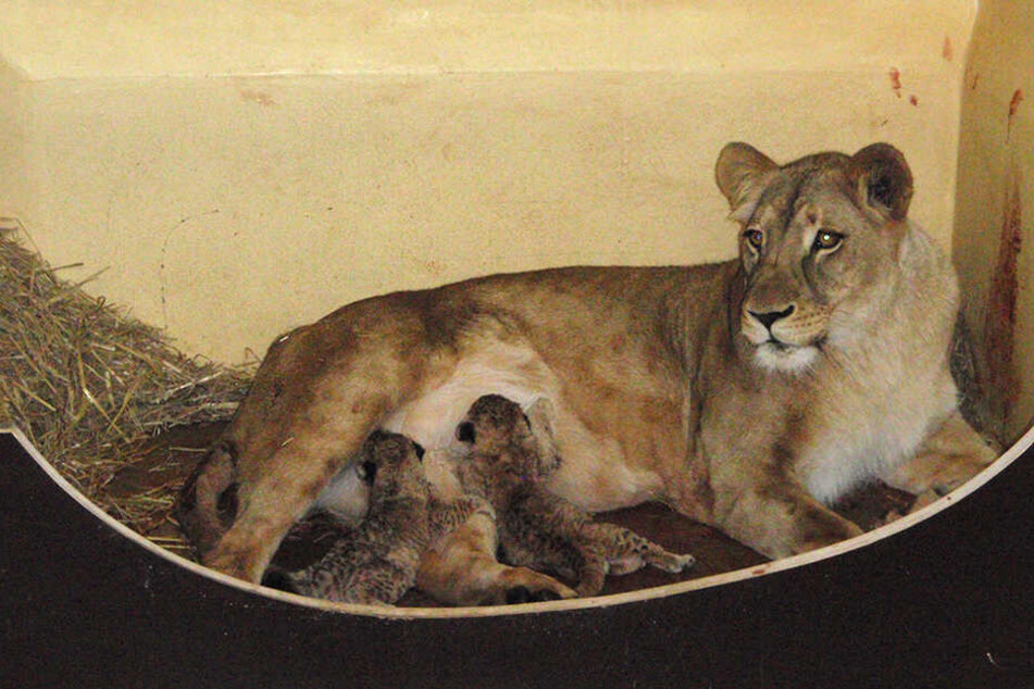 Putziger Nachwuchs: Löwenmutter "Bastet" mit ihren zwei neugeborenen Löwenbabys.