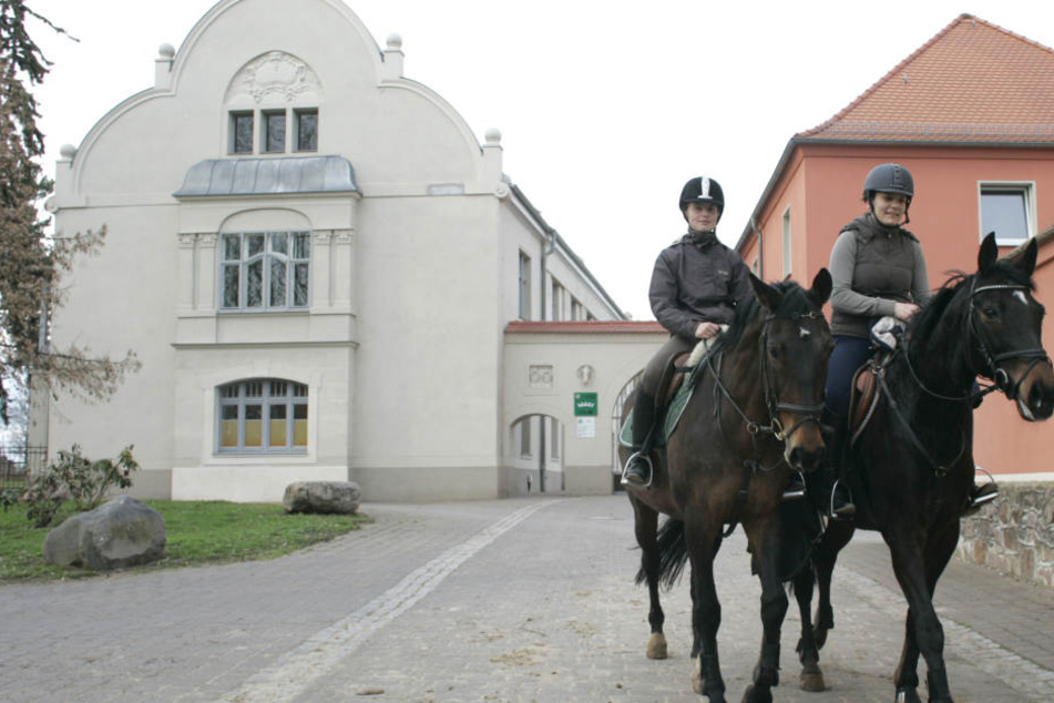 Das Landgestüt von Sachsen-Anhalt steht zum Verkauf. Doch das Angebot stößt kaum auf Interesse.