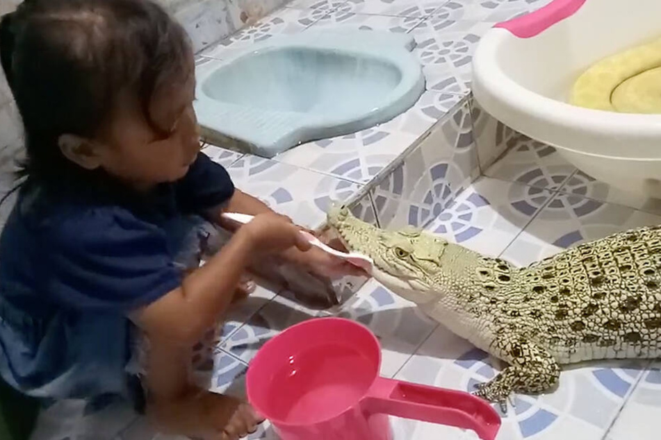 Ein kleines Mädchen in Indonesien putzt einem Krokodil die Zähne, im Hintergrund badet eine Würgeschlange.