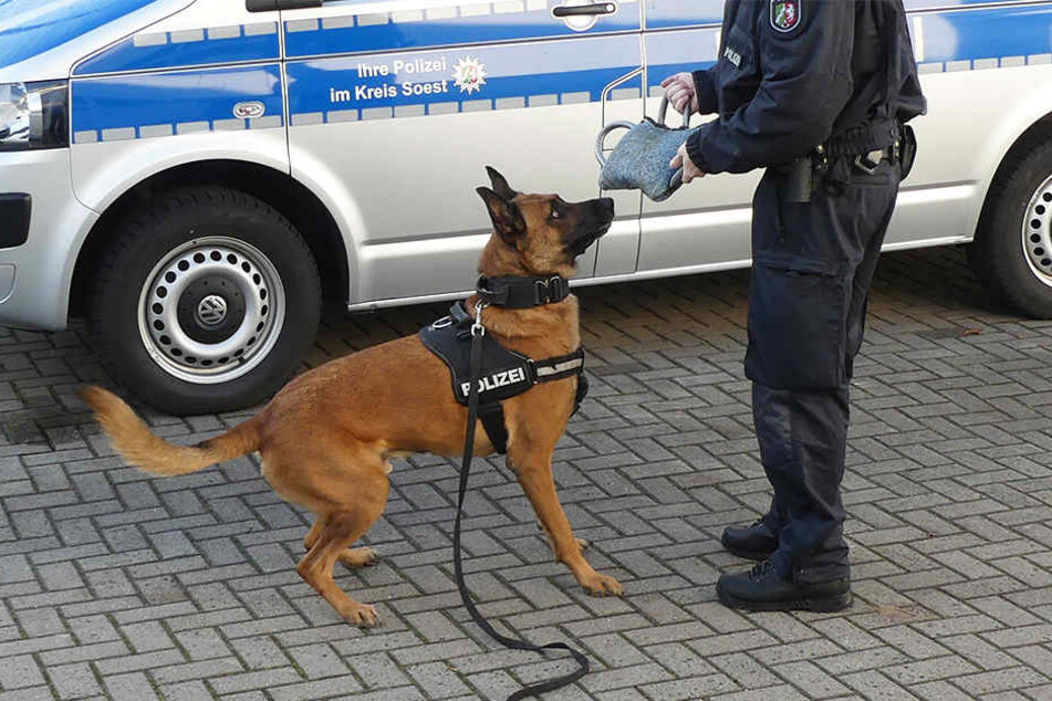Polizeihund "Joker" fasste den zweiten Dieb, der sich übers Dach aus dem Staub machen wollte.