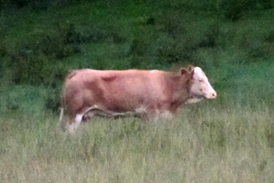 Das Foto zeigt die entlaufende Kuh Yvonne in Zangberg bei Mühldorf (Oberbayern). Wochenlang versteckte sich die Ausreißerin vor den Behörden.