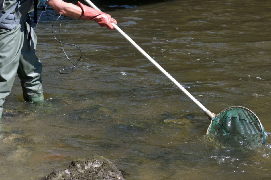 Mit Strom wurden die Fische betäubt, dann einfach abgefischt. (Symbolbild)
