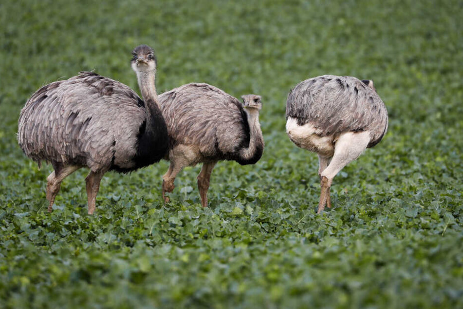 Im Grenzland von Mecklenburg-Vorpommern und Schleswig-Holstein, hat sich in den vergangenen zwei Jahrzehnten die einzige wildlebende Nandu-Population Europas fest etabliert.