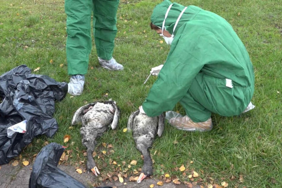 Mitarbeiter des Veterinäramts Plön nehmen in Schutzanzügen Proben von toten Gänsen am Plöner See bei Dersau (Schleswig-Holstein).