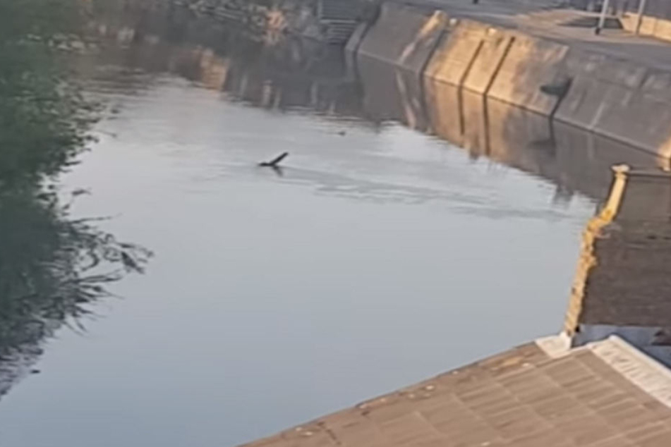 Was schwimmt dort in einem Kanal?