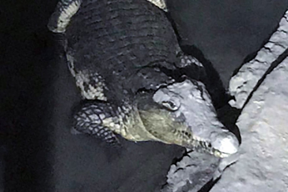 Im Keller wurde ein Krokodil gefunden.