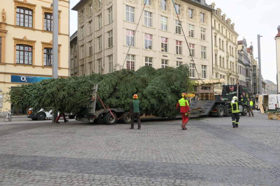 Etwa 23 Meter soll der Baum hoch sein.
