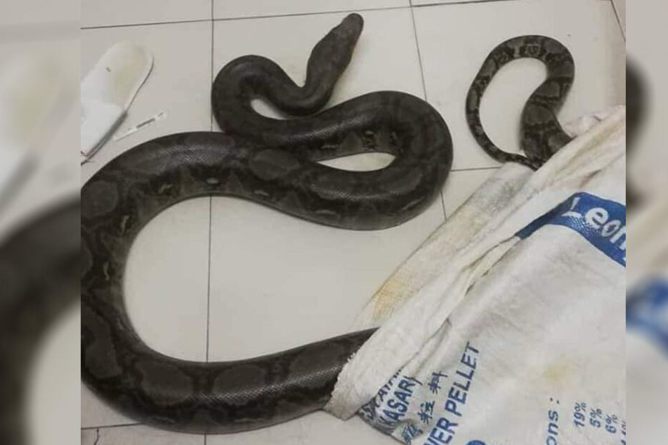 Der Python war drei Meter lang!