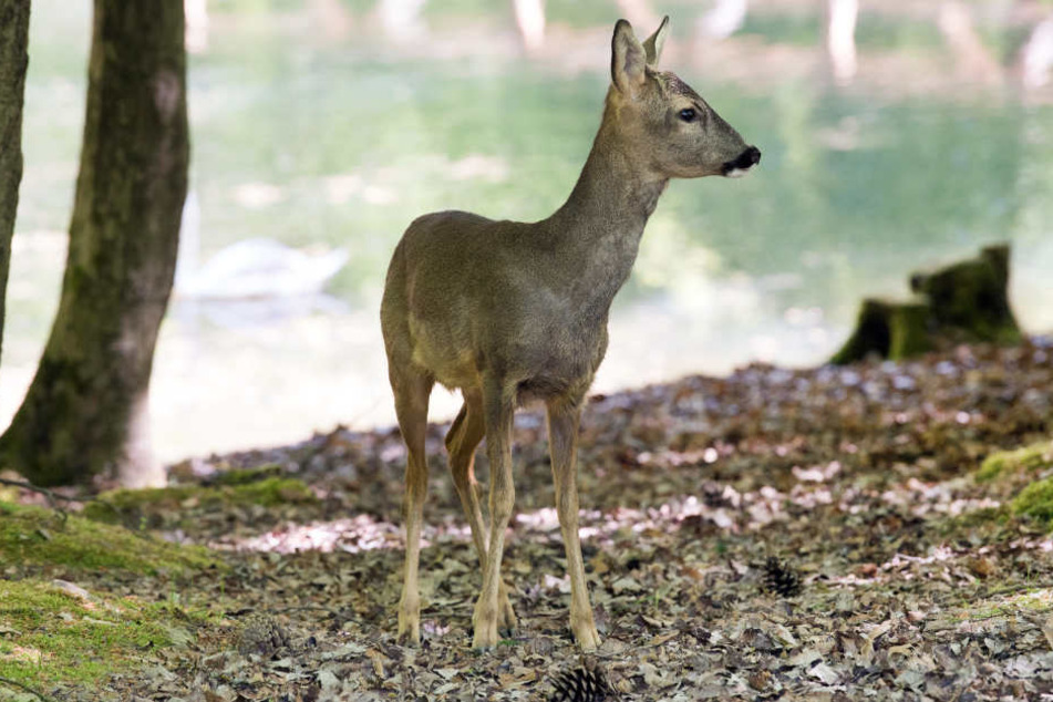 "Bambi" wäre fast verhungert, doch das Schicksal meinte es gut mit dem Rehbock.