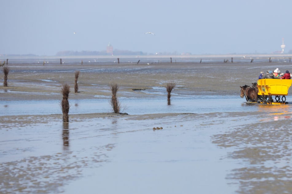 Eine Kutsche der Wattenpost fährt mit Touristen besetzt im Wattenmeer durch einen Priel.