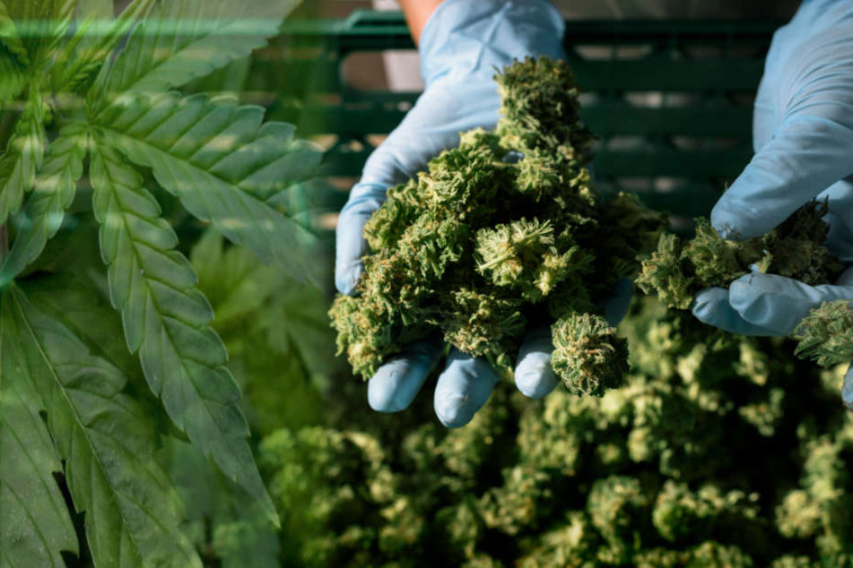 In Hamburg ist die Nachfrage nach Cannabis auf Rezept enorm. (Symbolbild)