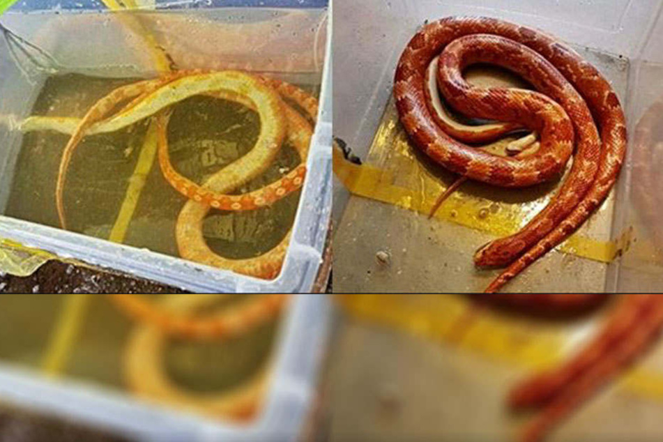 Die beiden Kornnattern wurden leblos in einer in der Mulde schwimmenden Kiste gefunden.