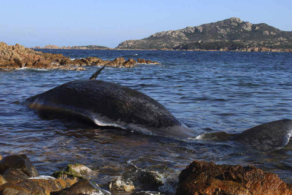 Bereits im März starb ein Wal am Strand von Sardinien, weil er voll mit Plastik war. (Archivbild)
