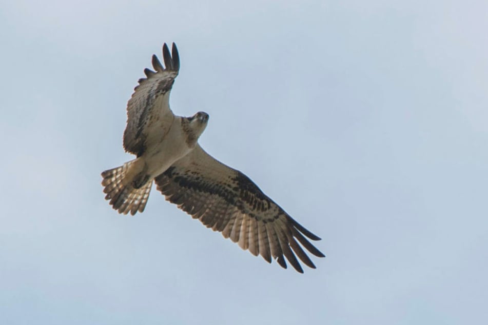 Der Vogel ist in unseren Breitengraden eher selten, nistet meist im
Norden.