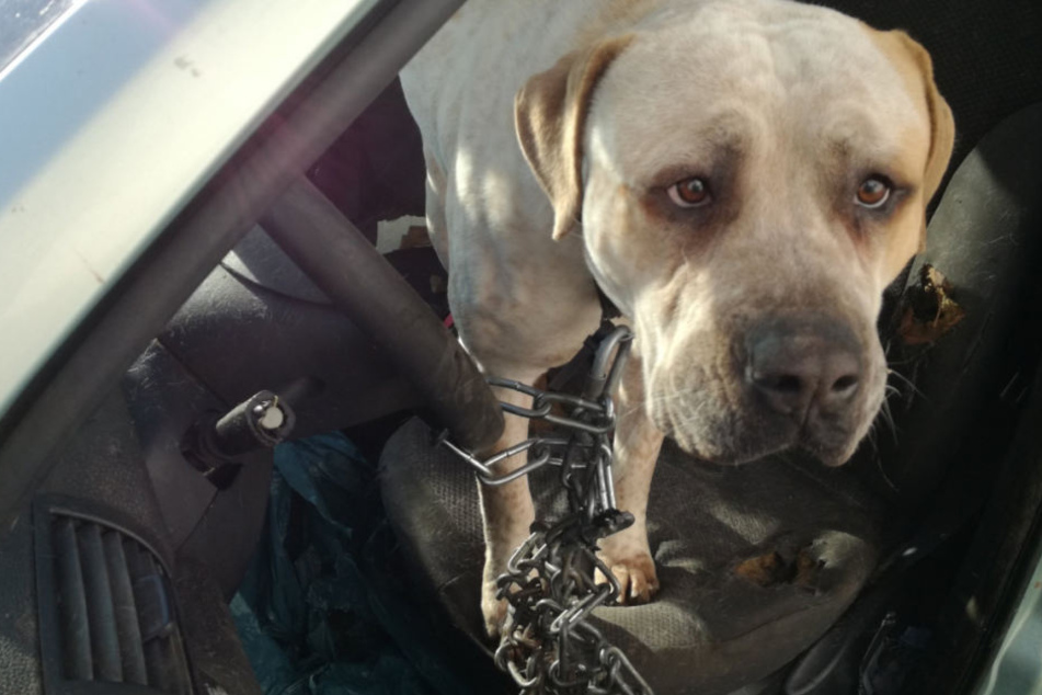 Der in dem Auto angekettete Hund konnte sich dort kaum bewegen..