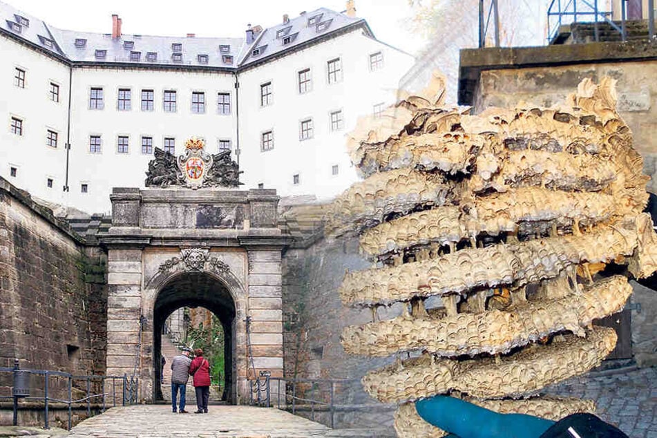 Dieses Hornissen-Nest entfernten Mitarbeiter jetzt in der Festung Königstein.