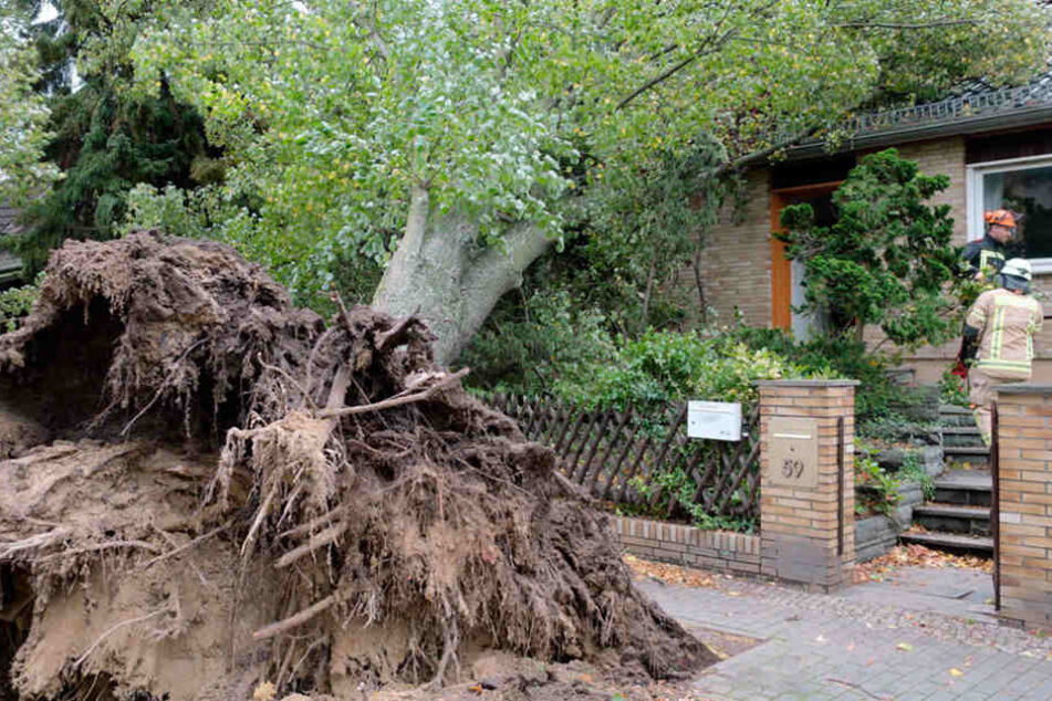 In Berlin-Heiligensee krachte ein Baum auf ein Einfamilienhaus.