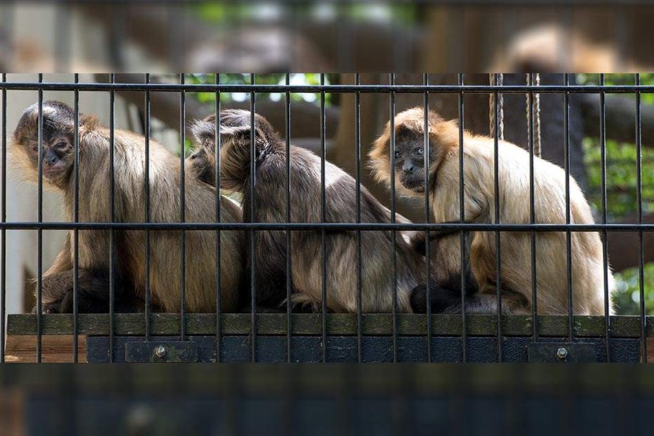 Auch bei den Affen werden Konflikte gern mal durch Sex gelöst. Hier suchen die Geoffroy-Klammeraffen die Nähe des Anderen.