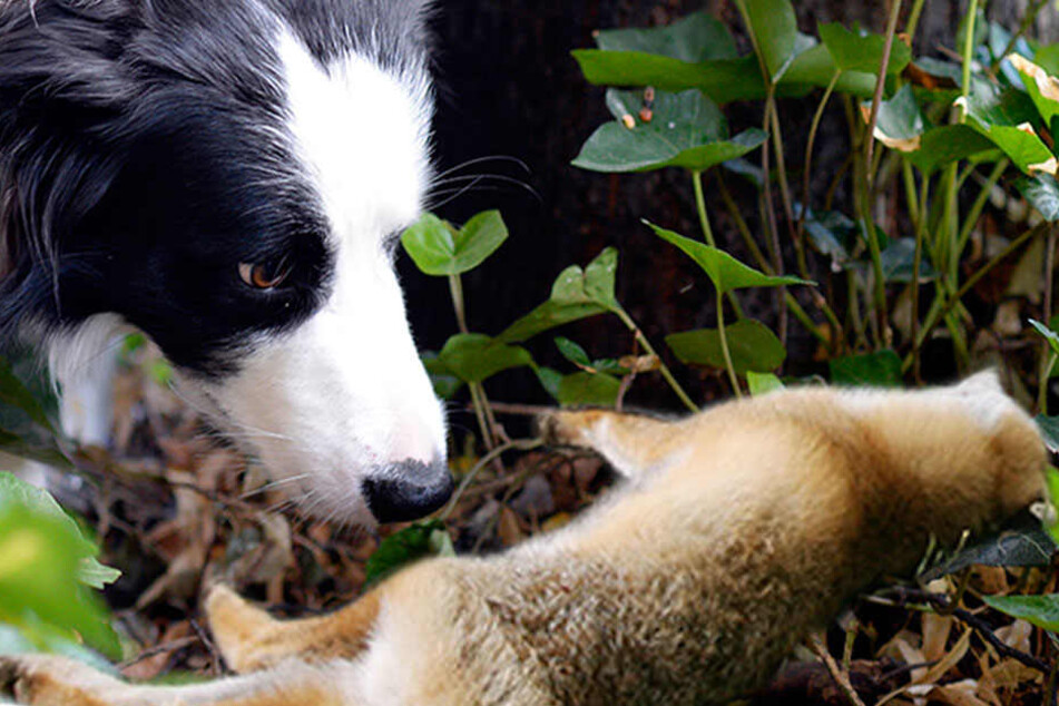 Hunde, Füchse und ein Wildschwein sind bislang verstorben. (Bildmontage)
