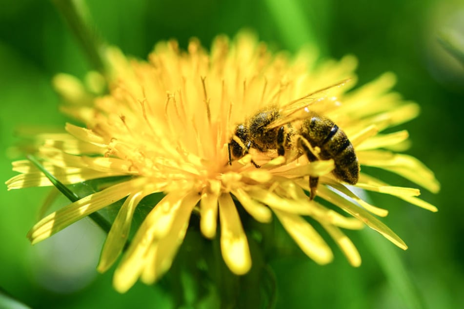 Bienen sind für etwa ein Drittel aller Lebensmittel verantwortlich.