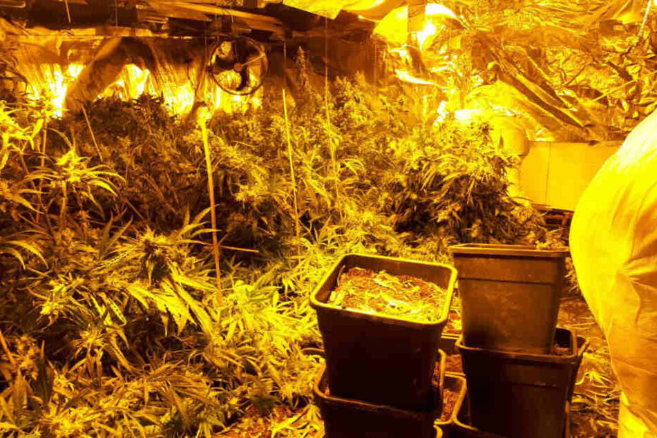 38 Kilogramm Marihuana im Wert von 200.000 Euro entdeckten die Polizeibeamten.