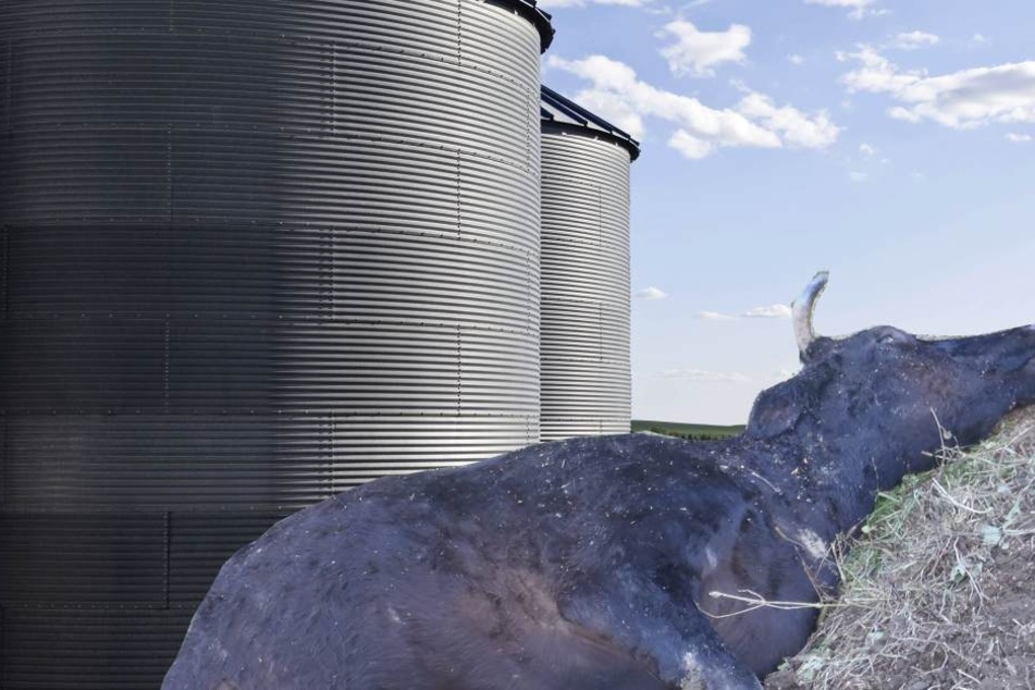 Ein 29-jähriger Bauer und 16 Kühe starben in Wisconsin, USA, nachdem der Farmer einen Gülle-Tank öffnete (Symbolbild).