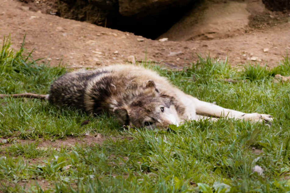 Ein Tier wurde noch auf dem Gelände des Wildparks erlegt, das zweite konnte flüchten (Symbolbild).