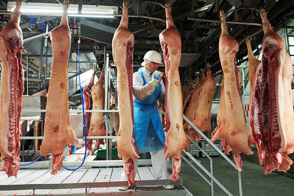 Das Unternehmen Tönnies hat im Jahr 2016 zwei Prozent mehr Schweine geschlachtet, als im Vorjahr.
