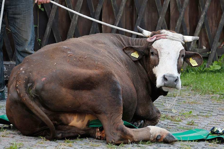 Eine stürzende Kuh hat eine Frau getroffen und diese schwer verletzt (Symbolfoto).