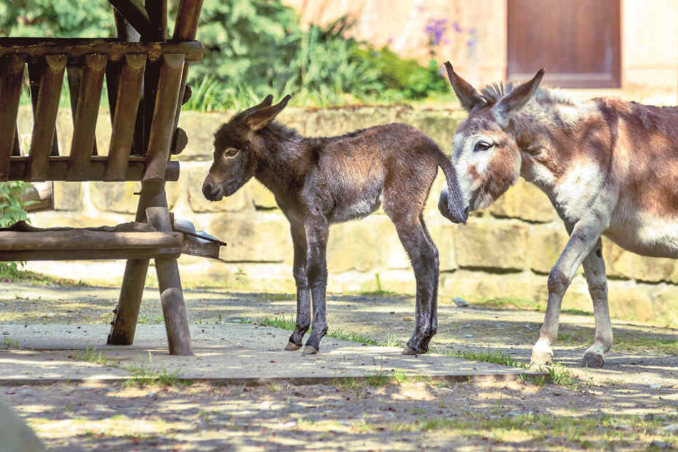 Wie süß und schon ganz selbständig, der kleine Hengst.
