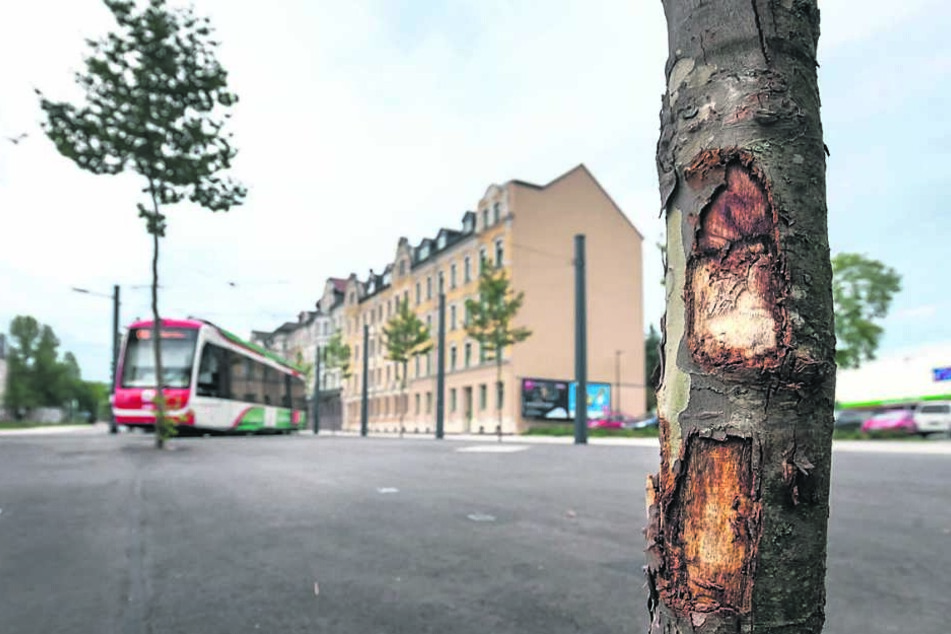 Am komplett neu gebauten Stadlerplatz lässt das Rathaus vier Bäume austauschen, weil Autofahrer dagegen gedonnert sind.