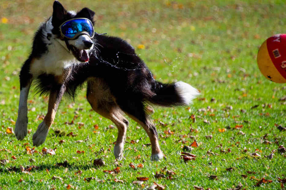Hündin "Pepper" spielt mit Sonnenbrille geschützt in einem Park in Hamburg-Blankenese.