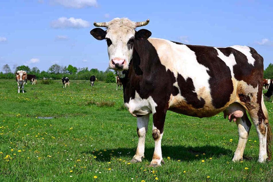 Im österreichischen Bramberg ist es erneut zu einer gefährlichen Kuh-Attacke gekommen. Zum Glück konnte das Opfer sich retten. (Symbolbild)
