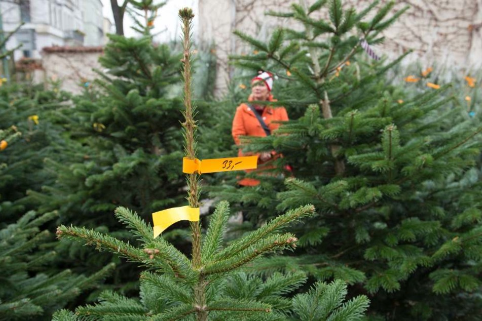 Die Diebe hatten es auf die Weihnachtsbäume vor einem Baumarkt abgesehen. (Symboldbild)