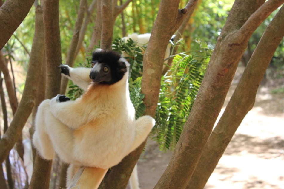 Ein Lemur der Art Kronensifaka sitzt in einem privaten Tierreservat in Ampandrana südöstlich der madagassischen Hauptstadt Antananarivo auf einem Baum.