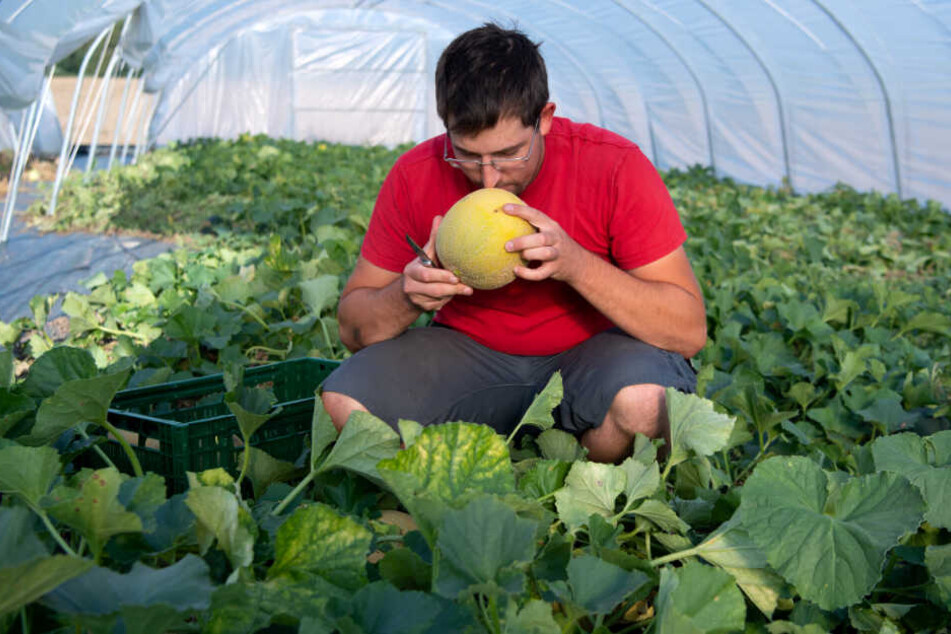 Die Qualität der Melonen überzeugt Ditterts Kunden.