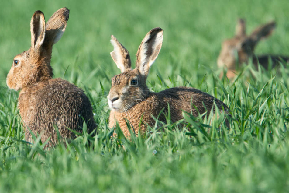 Tierschützer schlagen Alarm für den Feldhasen in Nordrhein-Westfalen.