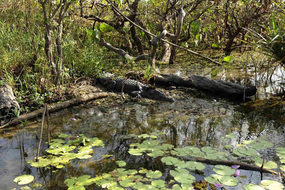 Im Kakadu-Nationalpark ist ein Mann von einem drei Meter langen Krokodil getötet worden.