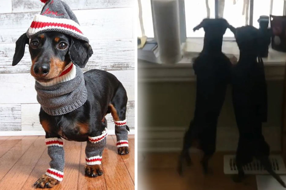 Dackel Crusoe ist ein Netzstar und eigentlich ein ruhiger Geselle.