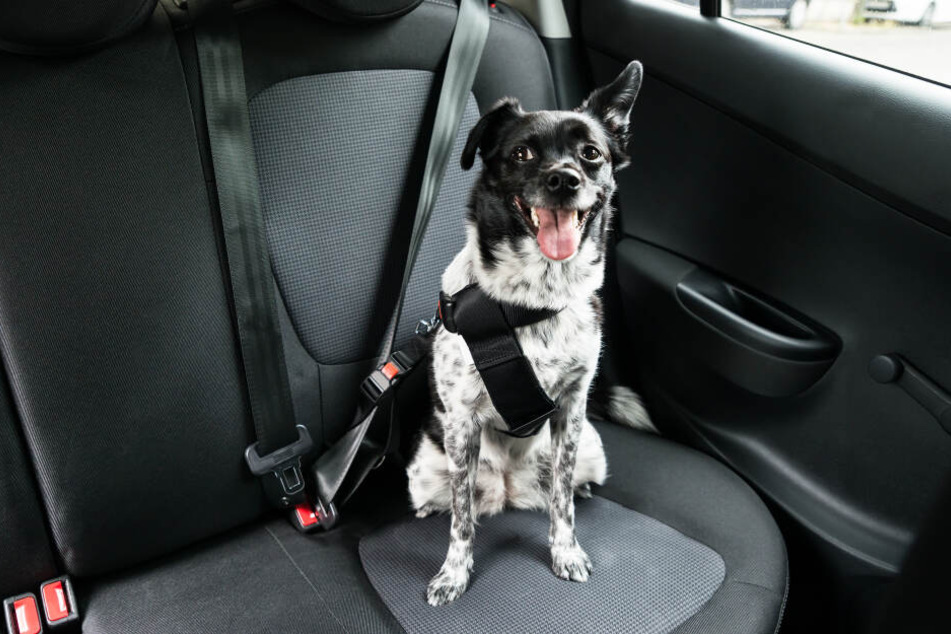 Es gibt Spezialgurte, die am Geschirr des Hundes befestigt werden können und so für mehr Sicherheit bei der Autofahrt sorgen.