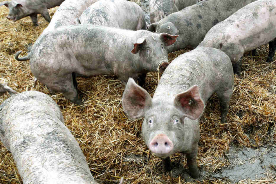 Einige Schweine liefen auf die Hauptstraße.