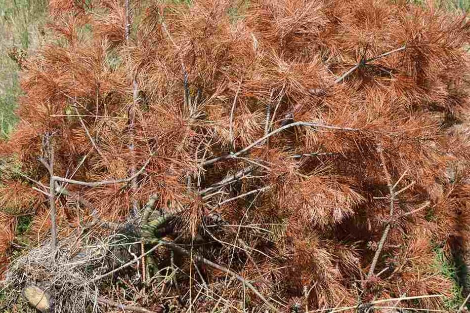 Eine vertrocknete Kiefer liegt am Rande einer Weihnachtsbaumplantage.