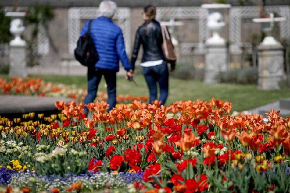 Bei soviel Sonne blühen die Tulpen auf.