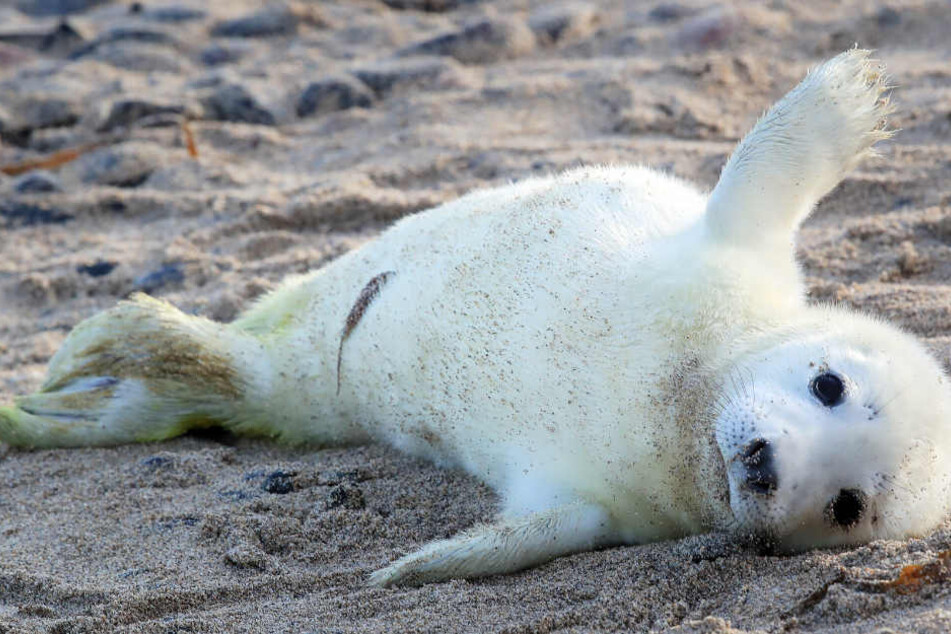 Der Robben-Nachwuchs genießt die Zeit am Strand.