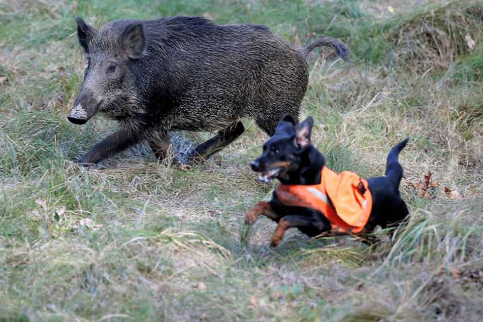 Ein Hund musste nach einer Wildschweinjagd eingeschläfert werden. (Symbolbild)