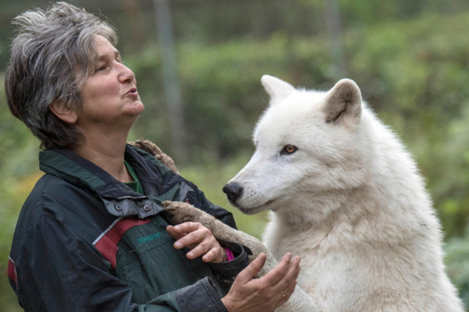 Polarwolf Scott ist ebenfalls gesundheitlich angeschlagen.