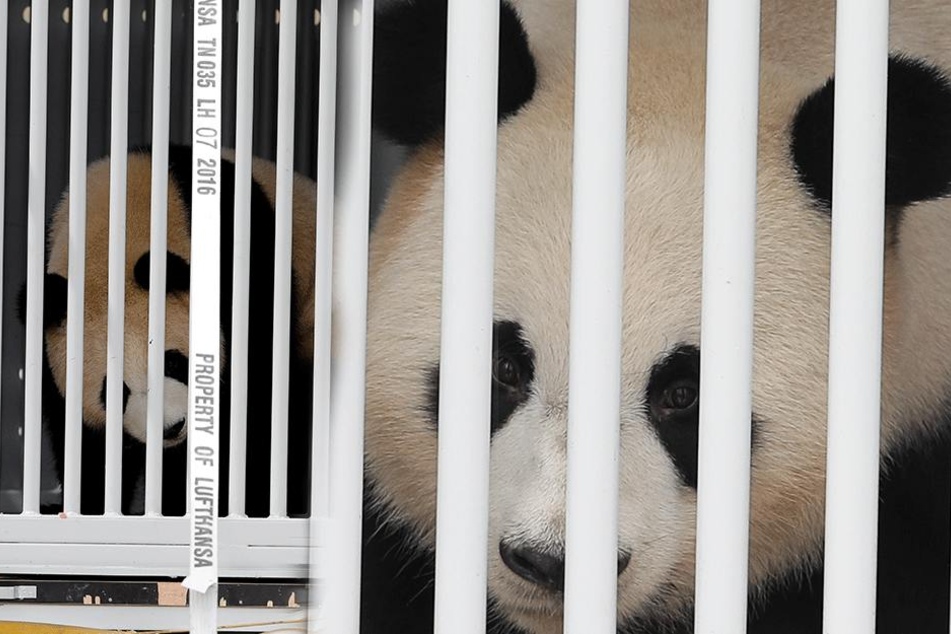 Endlich: Die Pandas sind am späten Nachmittag in Berlin gelandet.